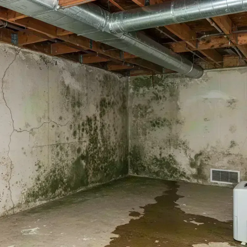 Professional Mold Removal in Highland Heights, KY